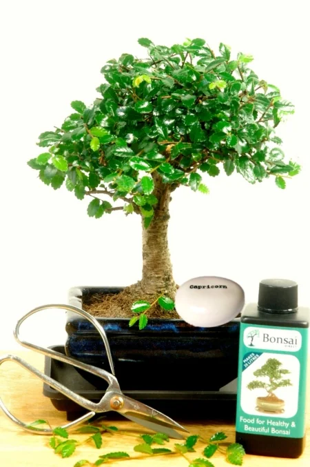 The perfect abby bonsai starter kit for a starting birthday gift