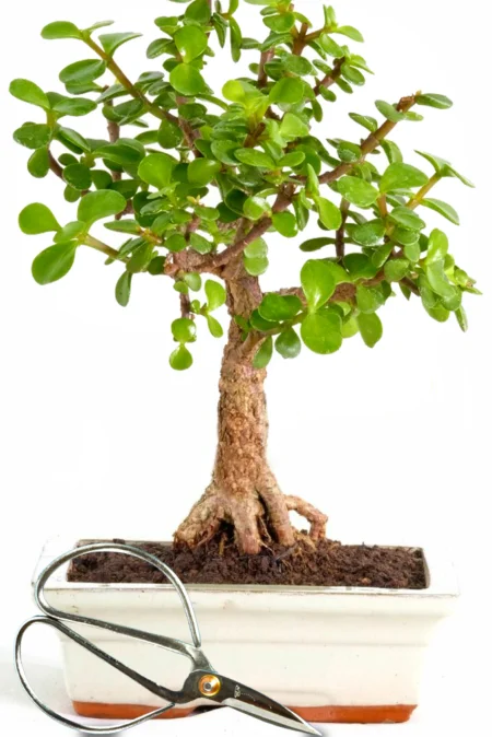 Jade Money Tree Bonsai in cream pot with pruning scissors for sale