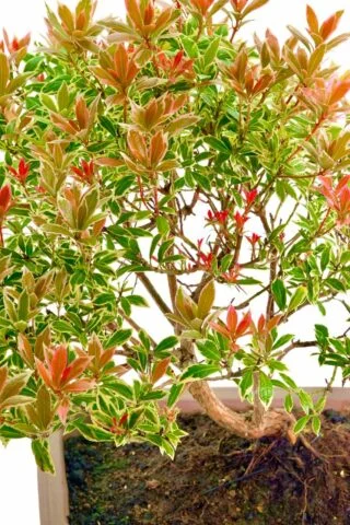 Fabulous vibrant foliage with red tips