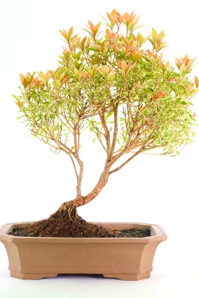 Stunning Outdoor bonsai unglazed pot