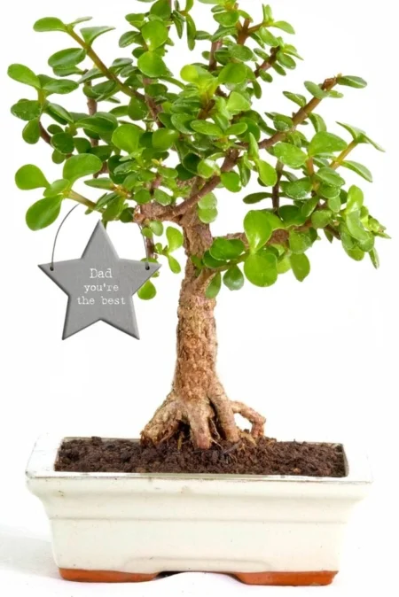 Stunning Best dad Money tree bonsai -easy care