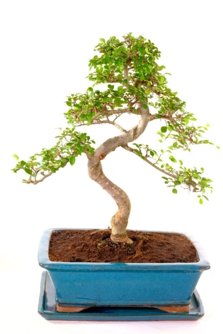 Magnificent and Stately Chinese Elm bonsai tree