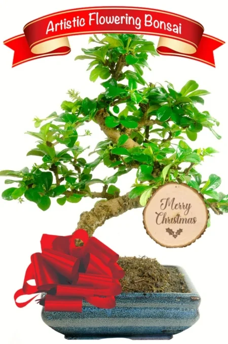 Festive Oriental Tea Tree bonsai kit