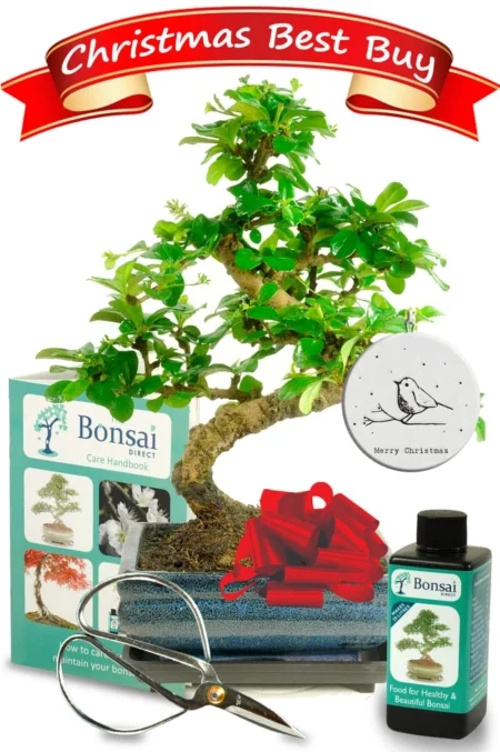 Christmas Best Buy Bonsai Tree Gift