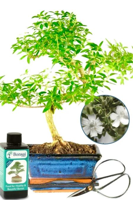 Serissa indoor bonsai tree with dainty proportions, bonsai fertiliser, drip tray & bonsai scissors