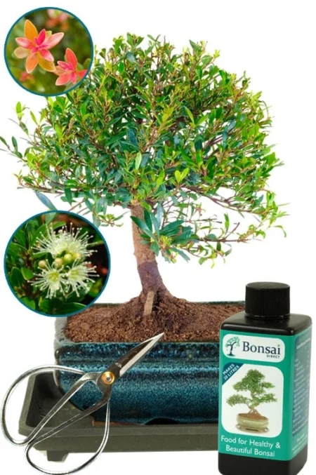 Woodland style beginners indoor bonsai starter kit