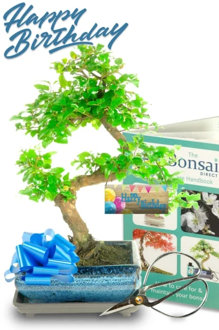 Happy Birthday Twisty Fruiting Chinese Sweet Plum bonsai for sale UK