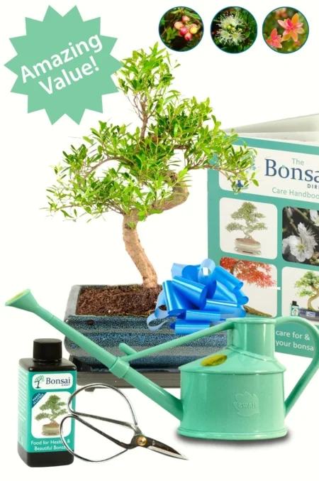 Roseapple Myrtle fruiting and flowering kit for sale UK
