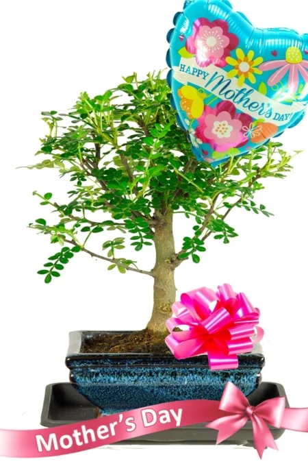 Aromatic Pepper bonsai perfect Mother's Day gift UK