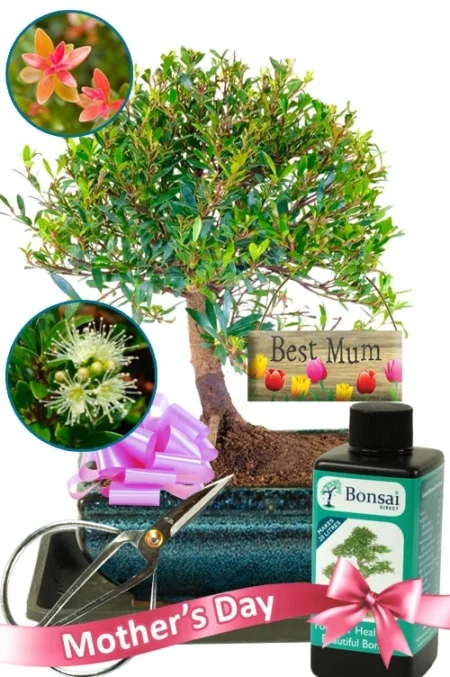 Fruiting and Flowering Myrtle bonsai Mother's Day Gift UK