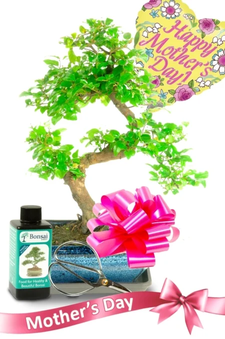 Bonsai Starter kit - Mothers day gift set