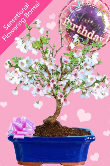 Cherry blossom bonsai Happy birthday Gift for female friends & family