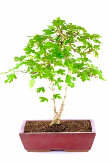 English or Field Maple outdoor bonsai for sale UK