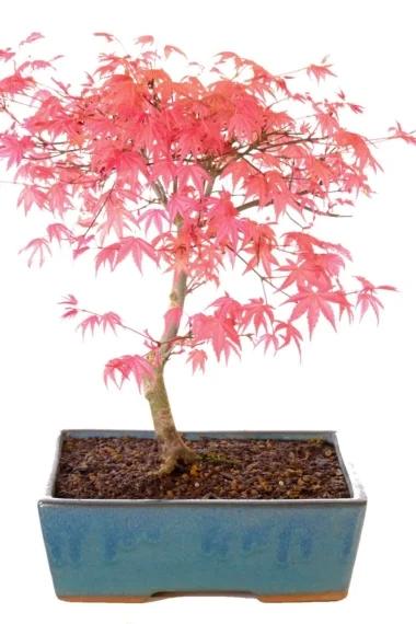 Deshojo maple bonsai | Stunning colours
