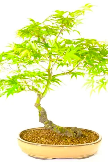 Japanese Specimen Acer arakawa bonsai for sale