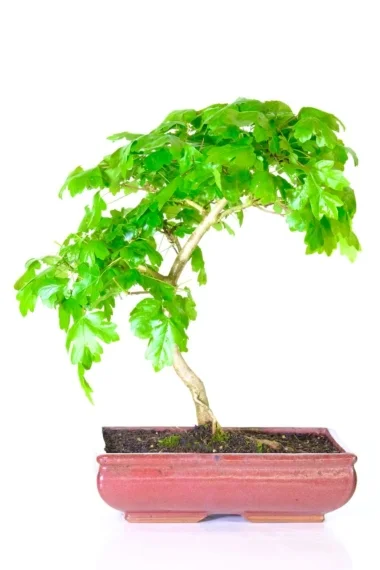Elegant acer campestre bonsai for sale in wine red pot