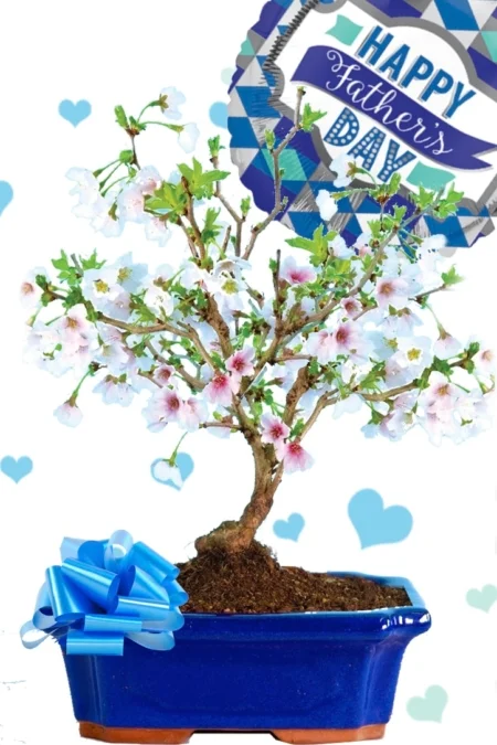 Flowering cherry father's day bonsai gift
