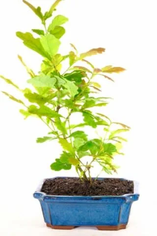 "Experience the enchantment of our Quercus robur bonsai, a vibrant young outdoor bonsai with a 6-year journey of growth." 🌿🌱