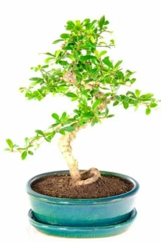 Extremely Artistic Fukien Carmona bonsai for sale in forest green pot