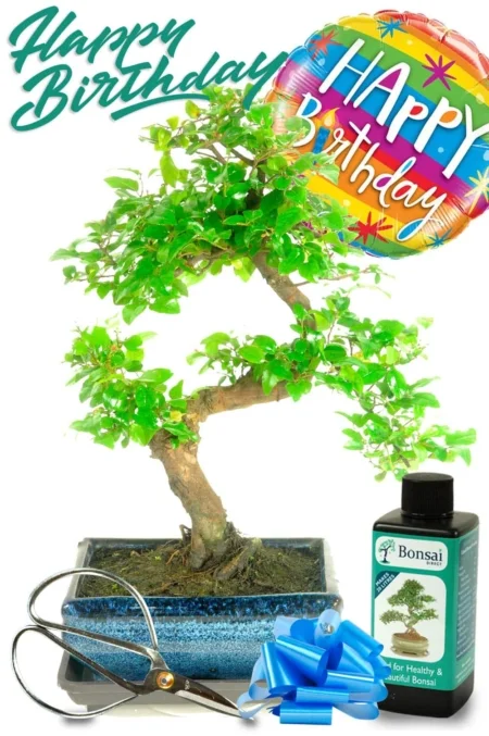 Happy Birthday fruiting bonsai kit - Chinese Sweet Plum