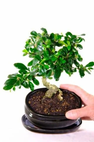 Architectural superb for a relatively small bonsai