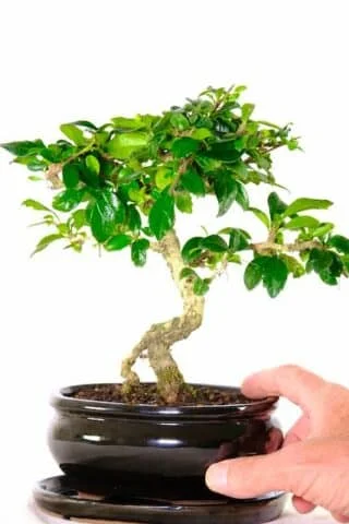 Twisty flowering bonsai with white summer flowers