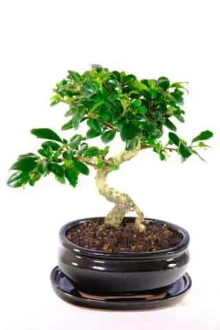 Carmona bonsai tree in sleek black pot