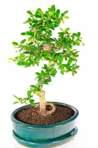 Striking Fukien tea bonsai with S-Shaped trunk