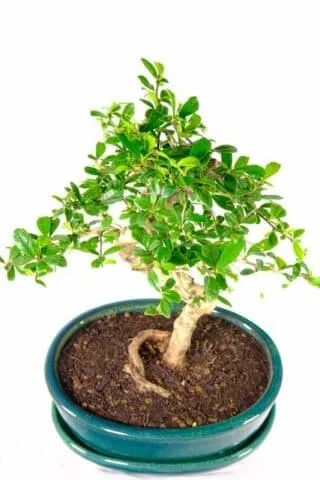 Carmona Bonsai Tree for sale | Forest green pot