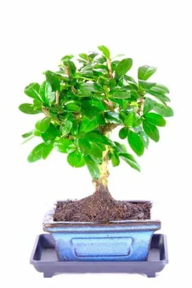 Tiny Bonsai - Carmona miniature bonsai for sale