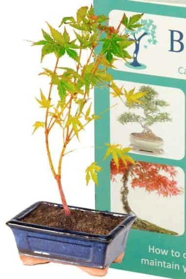Acer palmatum Katura orange leaved mini starter bonsai for sale
