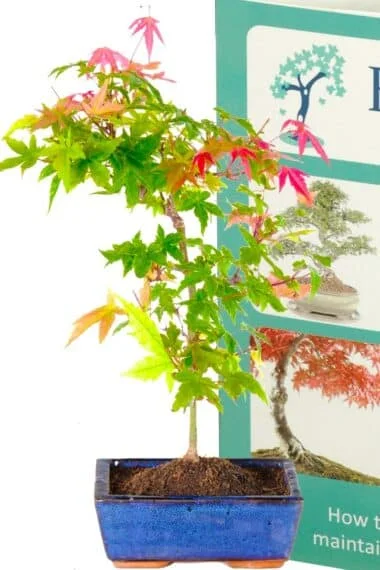 Miniature Japanese red maple starter bonsai for sale