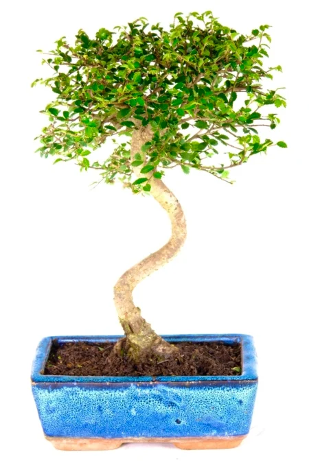Literati-Style Chinese Elm bonsai - Fantastic Black Friday Plant!