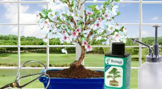 Best selling bonsai trees for sale