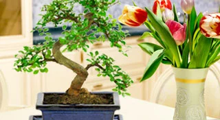 Classic Range Indoor bonsai trees for sale