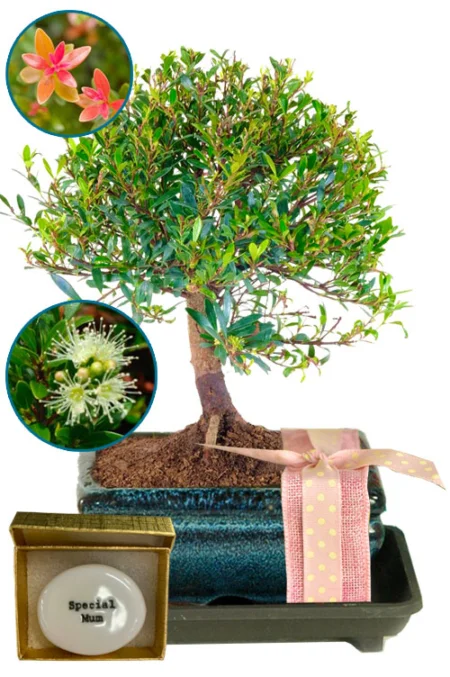 Special Mum Bonsai tree gift set with flowering bonsai and glazed pebble