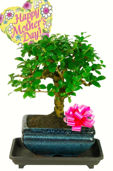 Flowering Carmona Bonsai Mother's Day Present