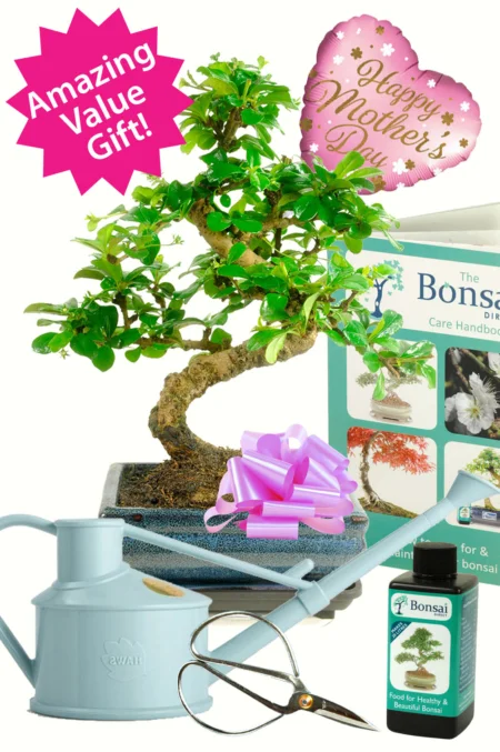 Sensational special offer comprehensive flowering bonsai tree kit with FREE delivery