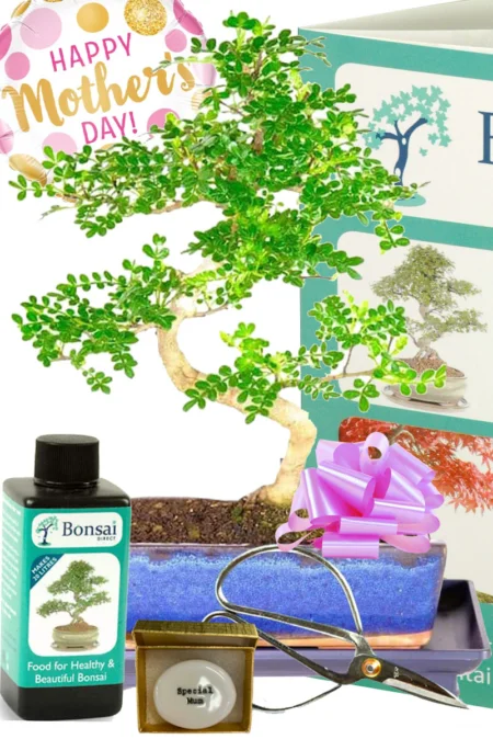 Remarkable larger sized Mothers Day Bonsai tree gift with zesty fragrance