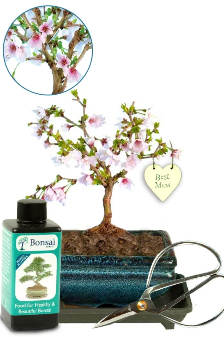 Flowering Cherry Blossom "Best Mum" bonsai gift set