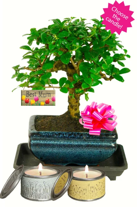 Stylish Mother's Day Gifts | Woodland-Style Flowering Bonsai Tree