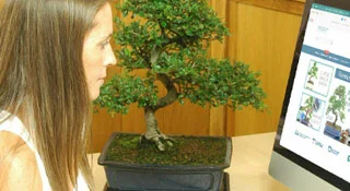 Bonsai trees for the office