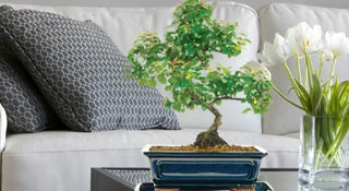 Premium top quality indoor bonsai trees for sale