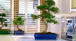 Specimen Indoor Bonsai Trees for Sale