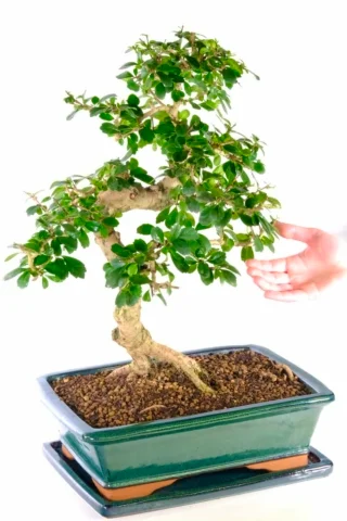 The shape of the trunk of this bonsai specimen is superb