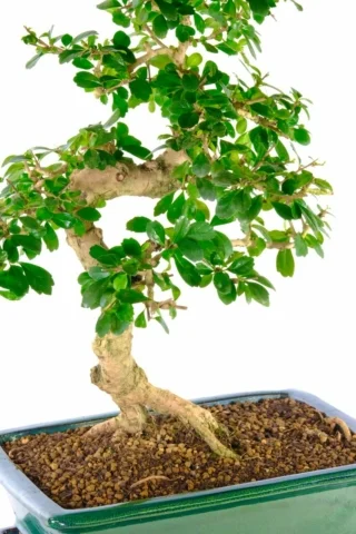 FREE bonsai delivery available - Choose the date!