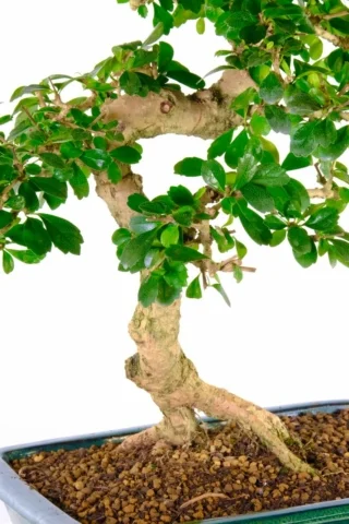 White summer flowering bonsai tree