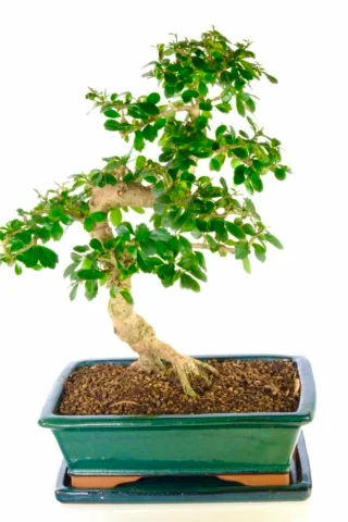 Extra large 30 year Carmona bonsai tree for sale