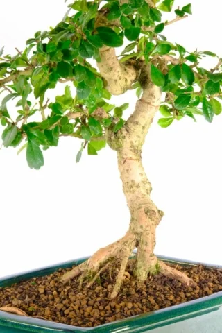 Strong powerful trunk of the Fukien tea bonsai