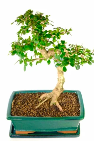 Sensational root flare on this Extra large flowering indoor bonsai for sale